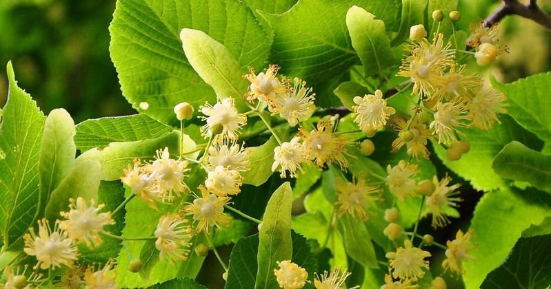 Üreticiden optimum fiyatlarla toptan Çiçek Ihlamur (eng. Linden flowers) satışı